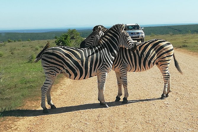 Two zebras standing together on open grassland at Addo